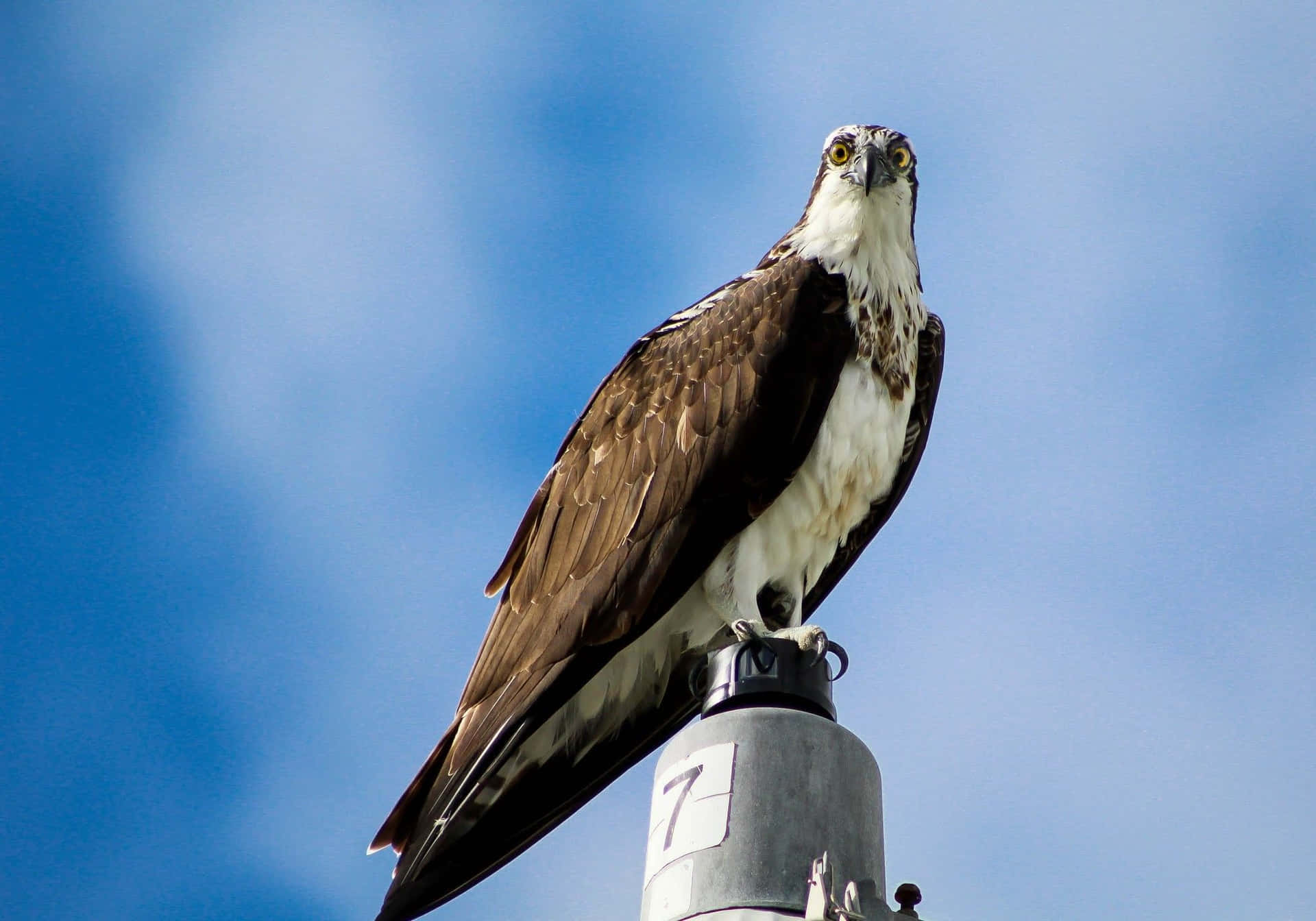 Majestic_ Osprey_ Perched_ Atop_ Pole.jpg Wallpaper
