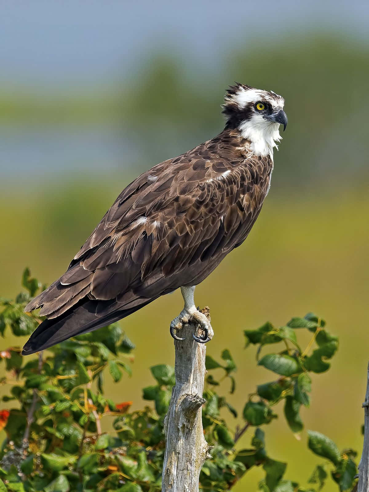 Majestic Osprey Perched Wallpaper