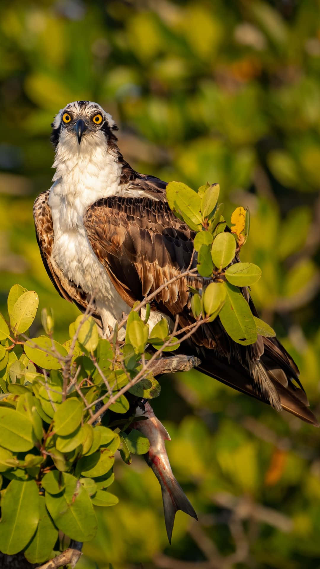 Majestic_ Osprey_ Perched_ In_ Nature.jpg Wallpaper