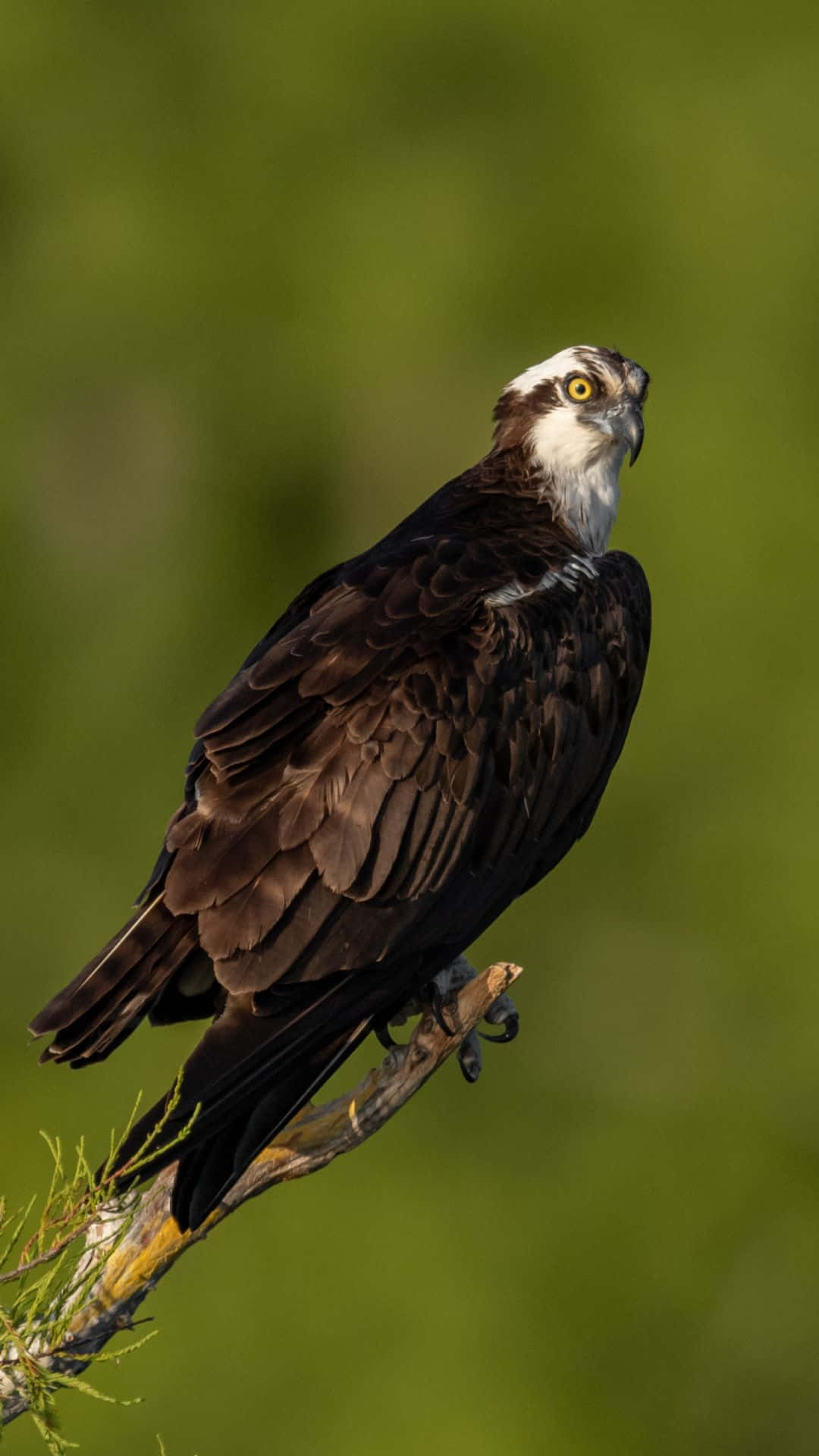 Majestic Osprey Perched Wallpaper