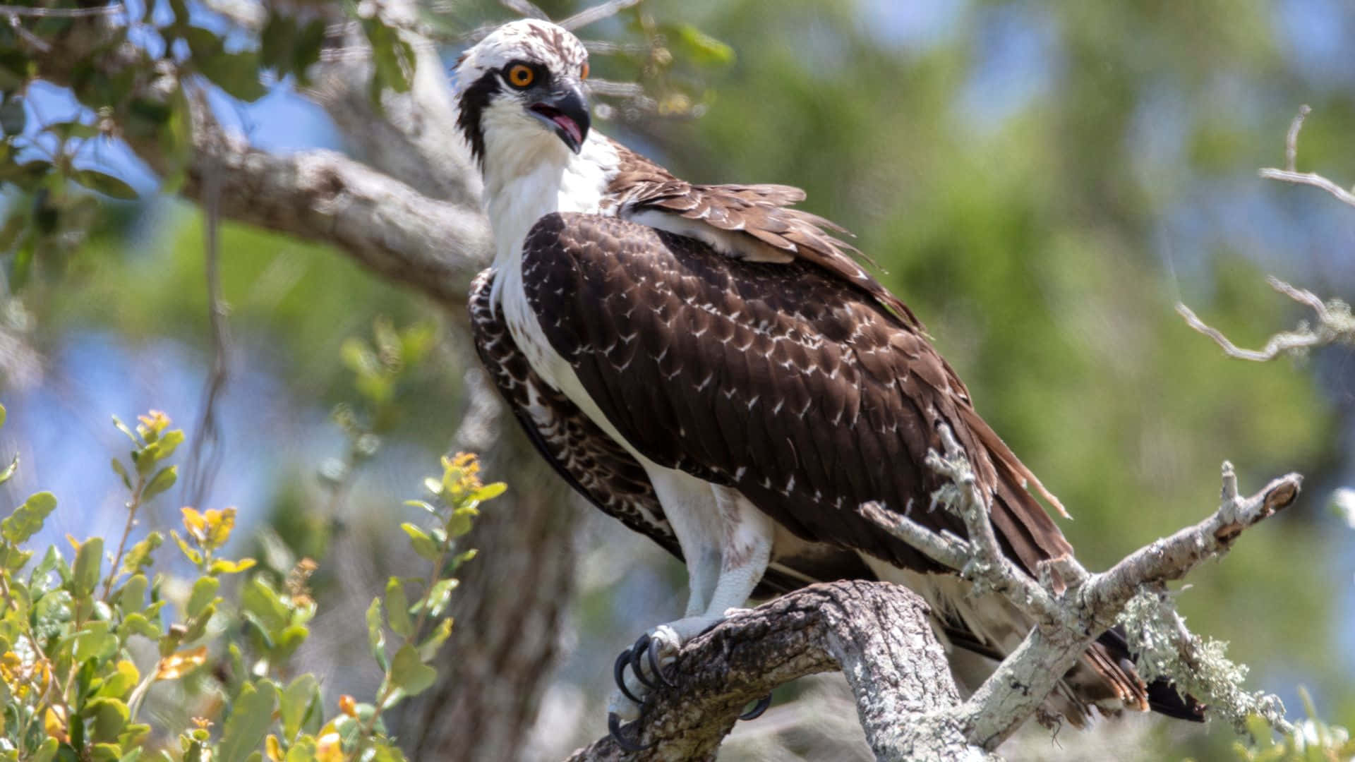 Majestueuze Visarend Geperst In De Natuur.jpg Achtergrond