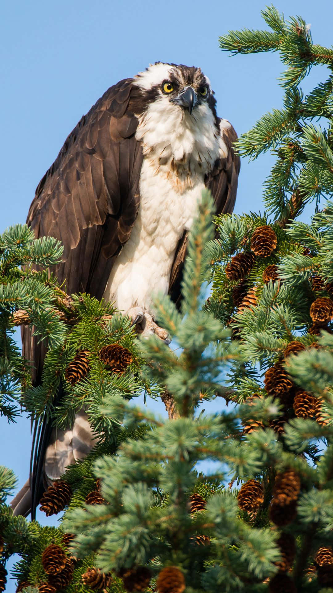 Majestic Osprey Perchedin Pine Tree.jpg Wallpaper