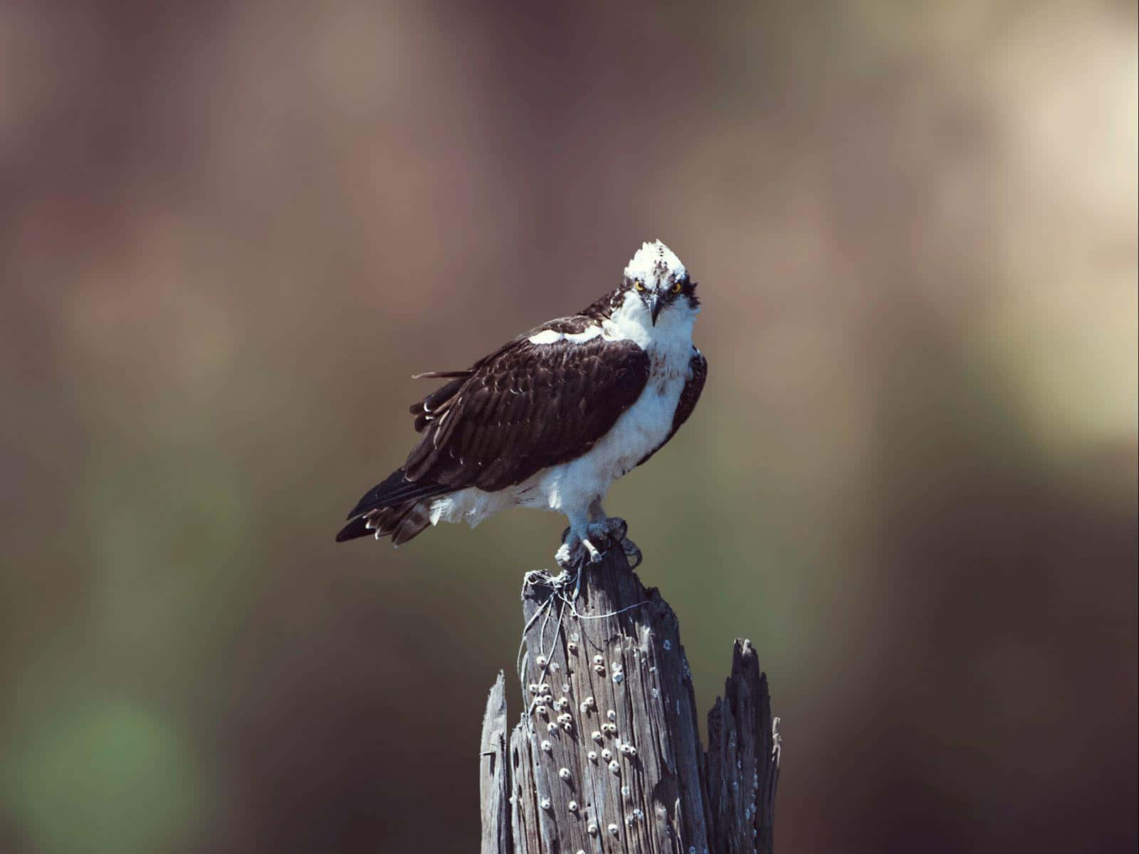 Majestic Osprey Perchedon Weathered Post.jpg Wallpaper