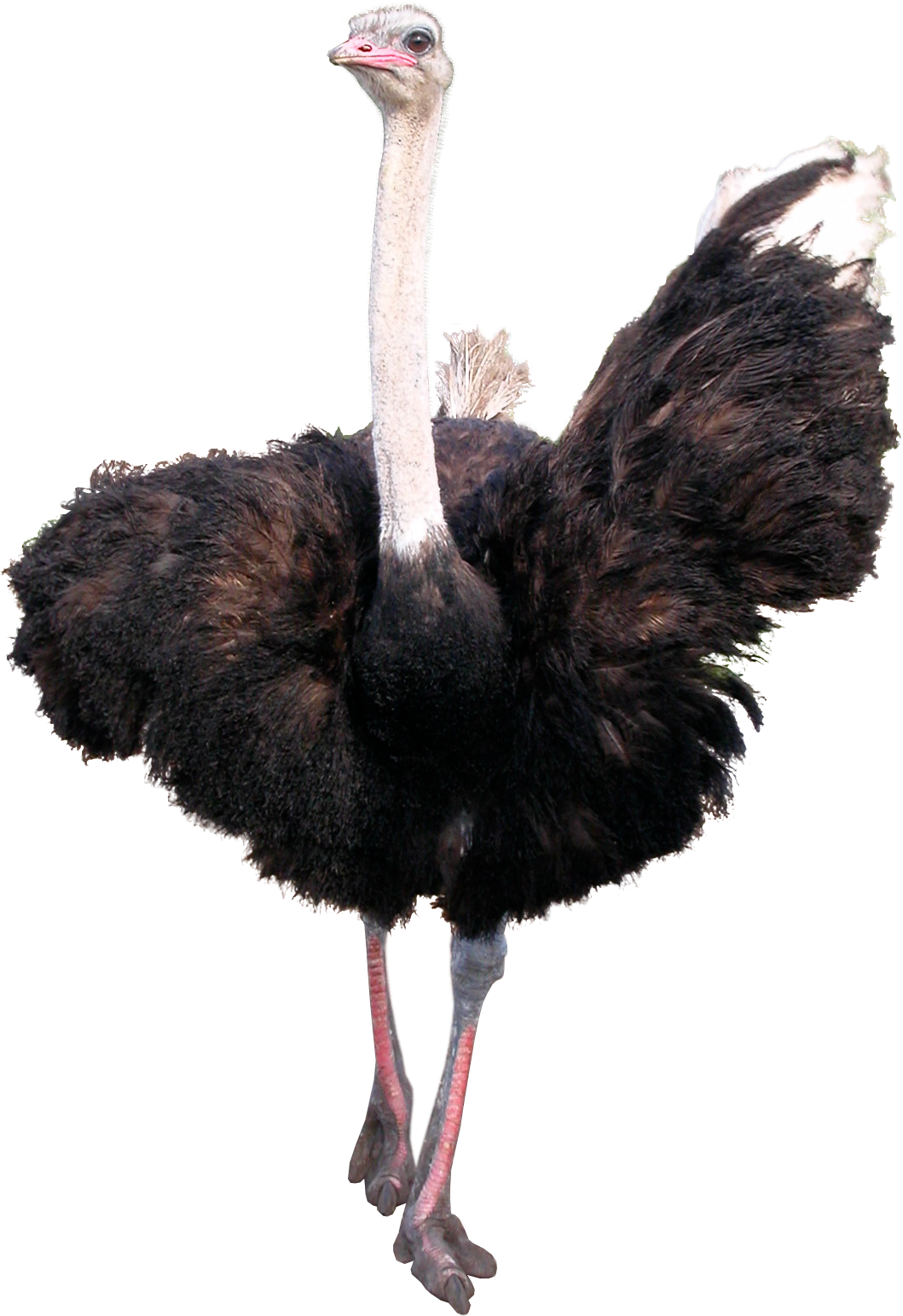 Majestic Ostrich Standing PNG