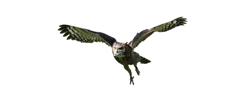 Majestic Owl In Flight PNG