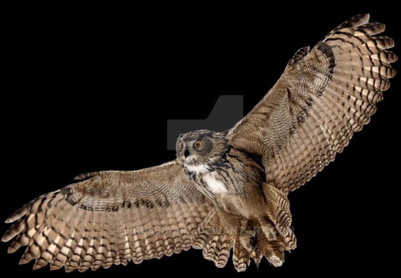 Majestic Owl In Flight PNG