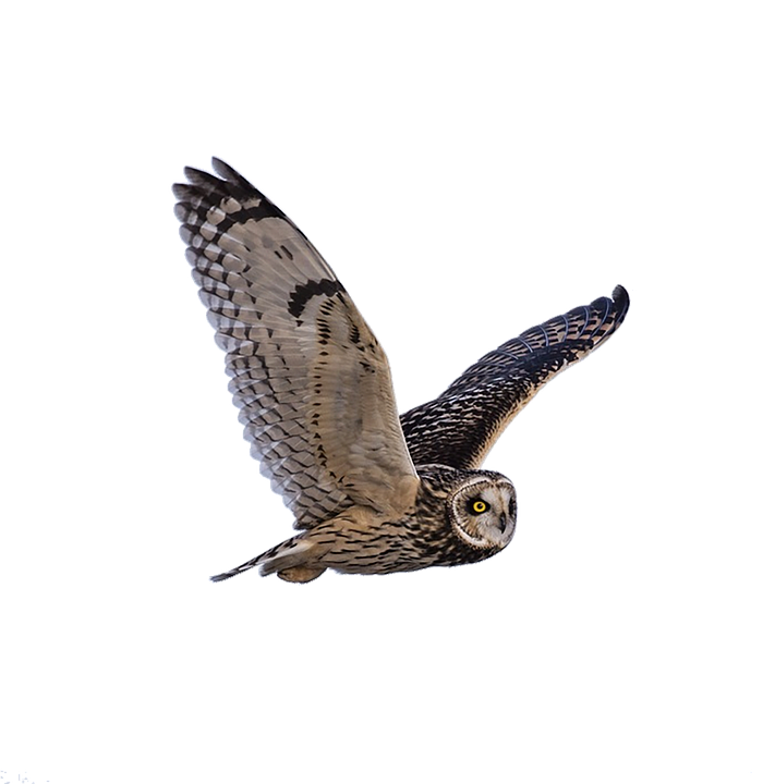 Majestic Owl In Flight.png PNG