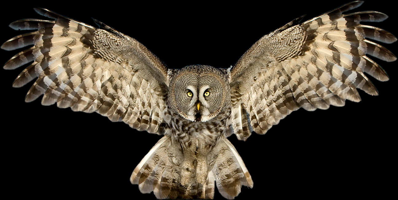 Download Majestic Owl In Flight | Wallpapers.com