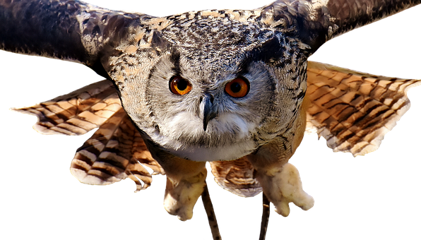 Majestic Owl In Flight PNG