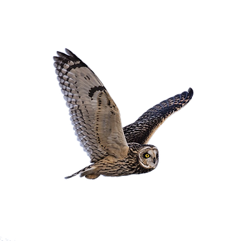 Majestic Owl In Flight PNG