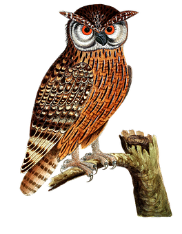 Majestic Owl Perchedon Branch PNG