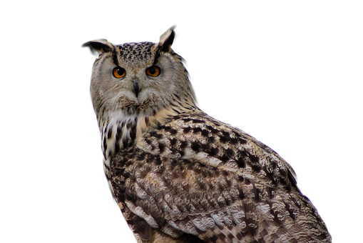 Majestic Owl Portrait PNG