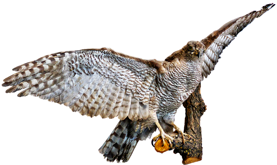 Majestic Owl Spreading Wings PNG