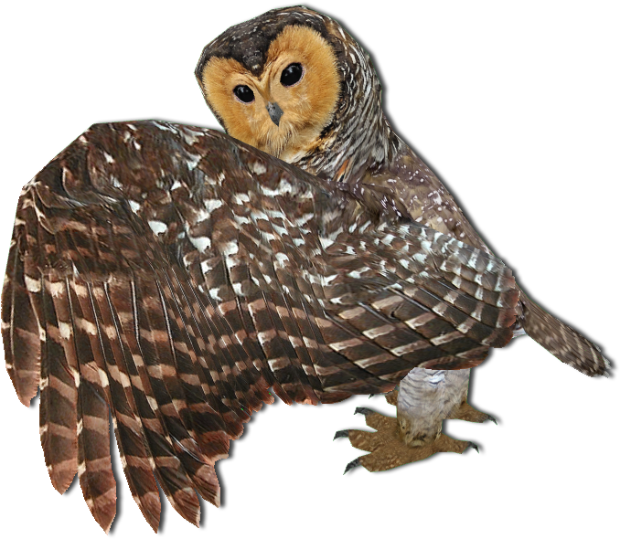 Majestic Owlin Flight PNG