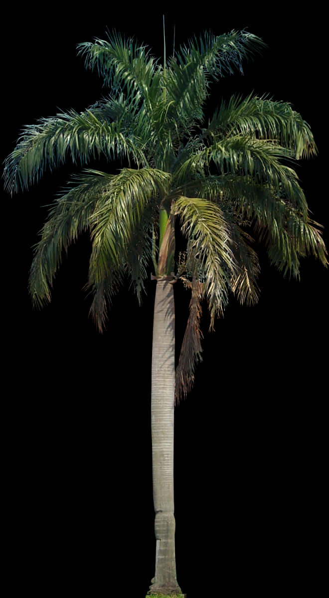 Majestic Palm Tree Against Night Sky PNG