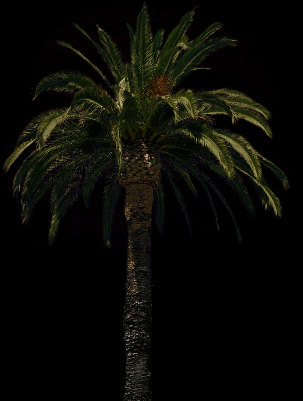 Majestic Palm Tree Nighttime PNG