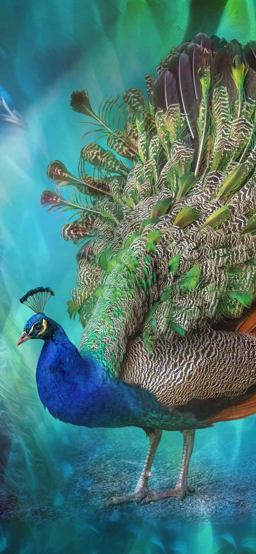 Majestic Peacock Display