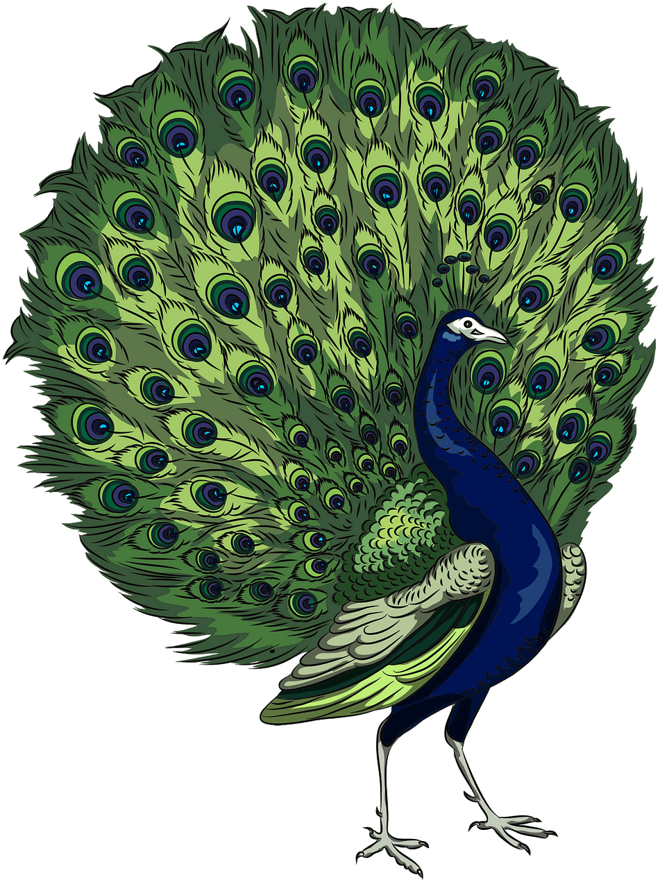 Majestic Peacock Display PNG