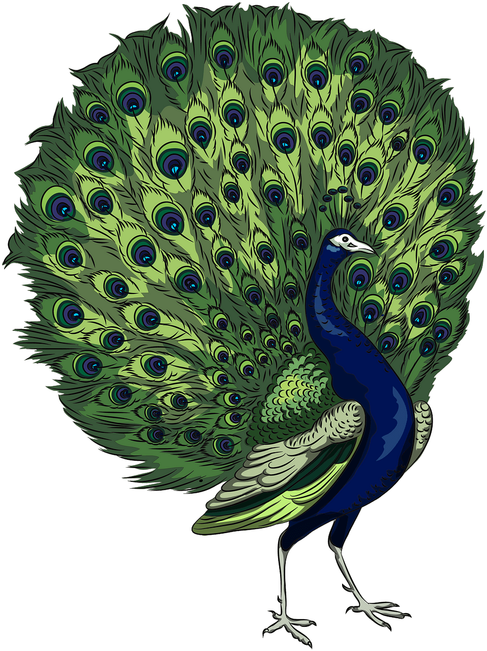 Download Majestic Peacock Display