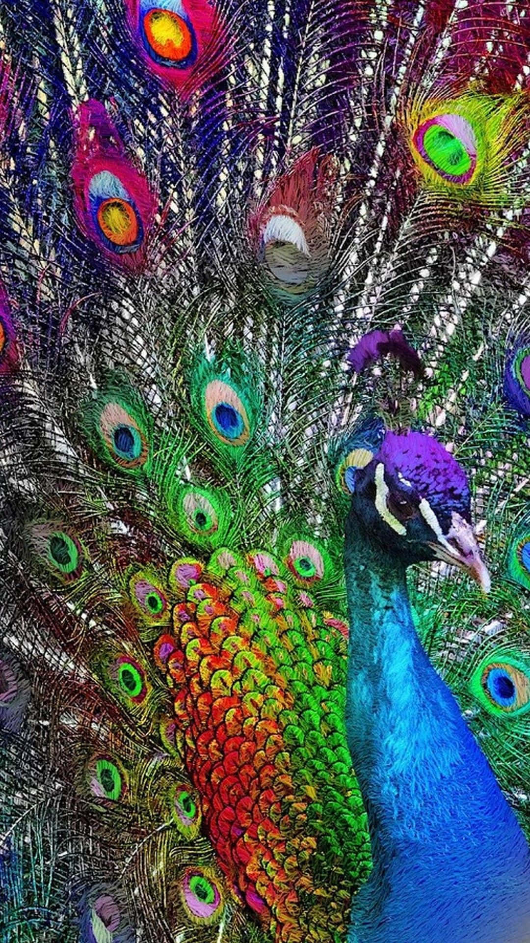 Majestic Peacock Displaying Vibrant Feathers