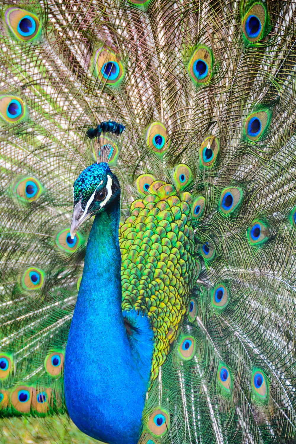"majestic Peacock In Full Display"