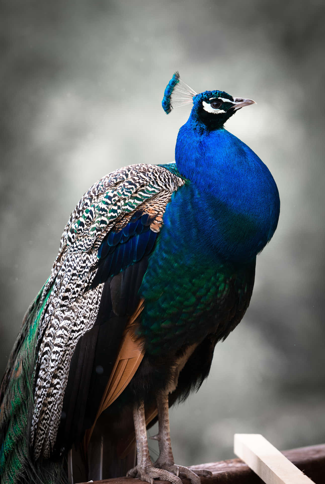 Majestic Peacock Portrait Wallpaper