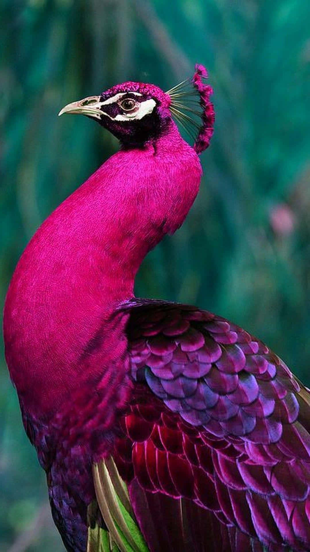 Majestic Peacock Showcasing Its Vibrant Plumage