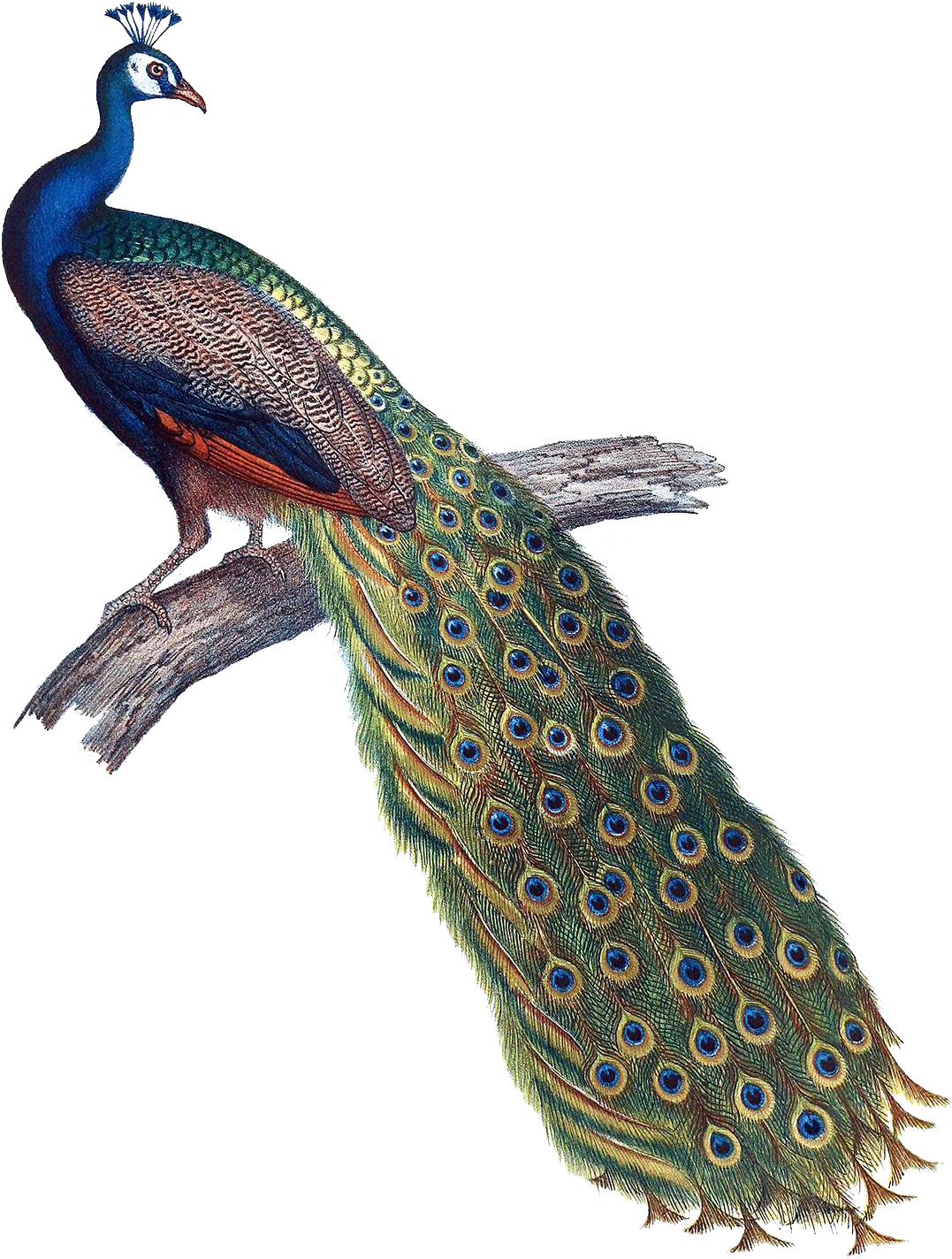 Majestic Peacockon Branch PNG