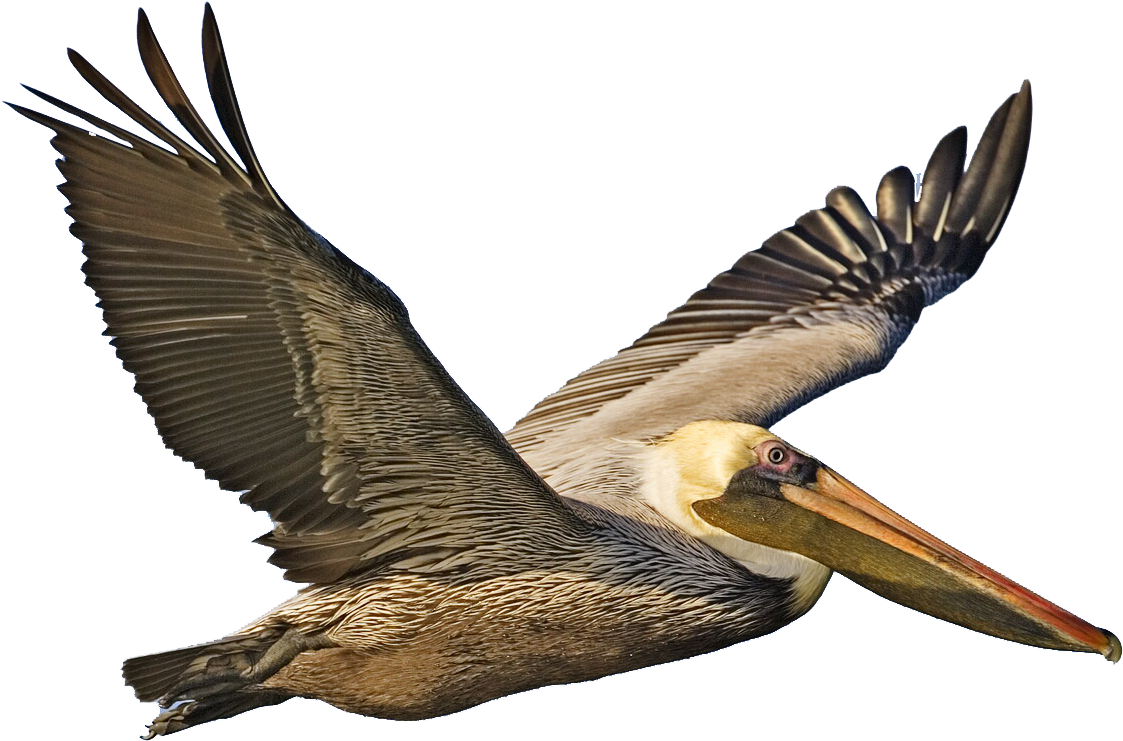 Majestic Pelican In Flight.png PNG