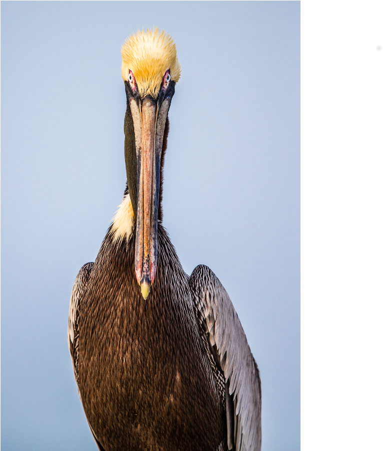 Majestic Pelican Portrait PNG