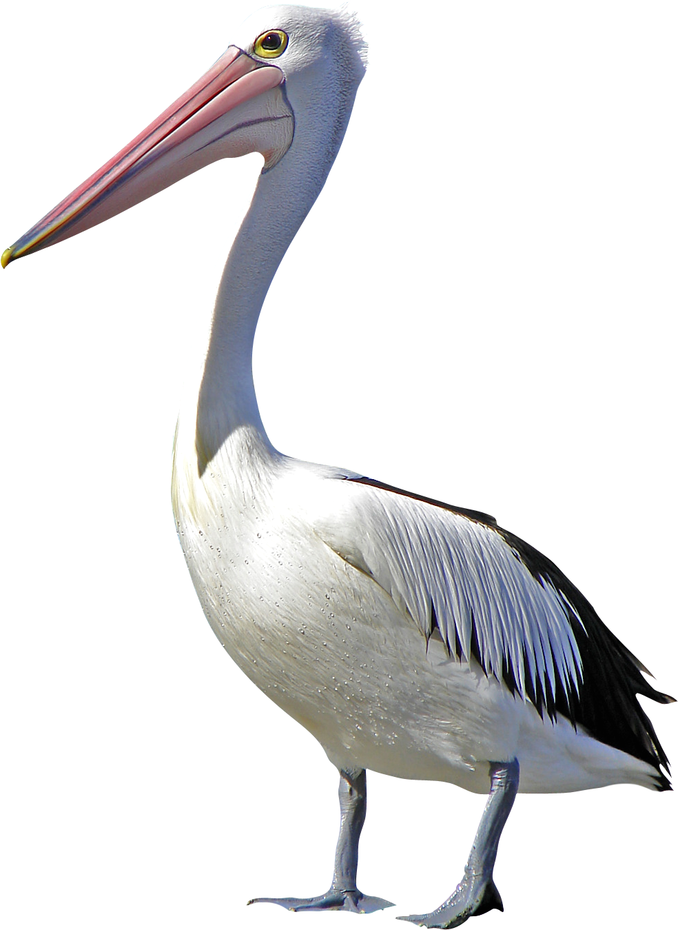 Majestic Pelican Profile PNG