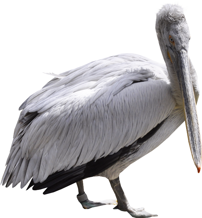 Majestic Pelican Profile PNG
