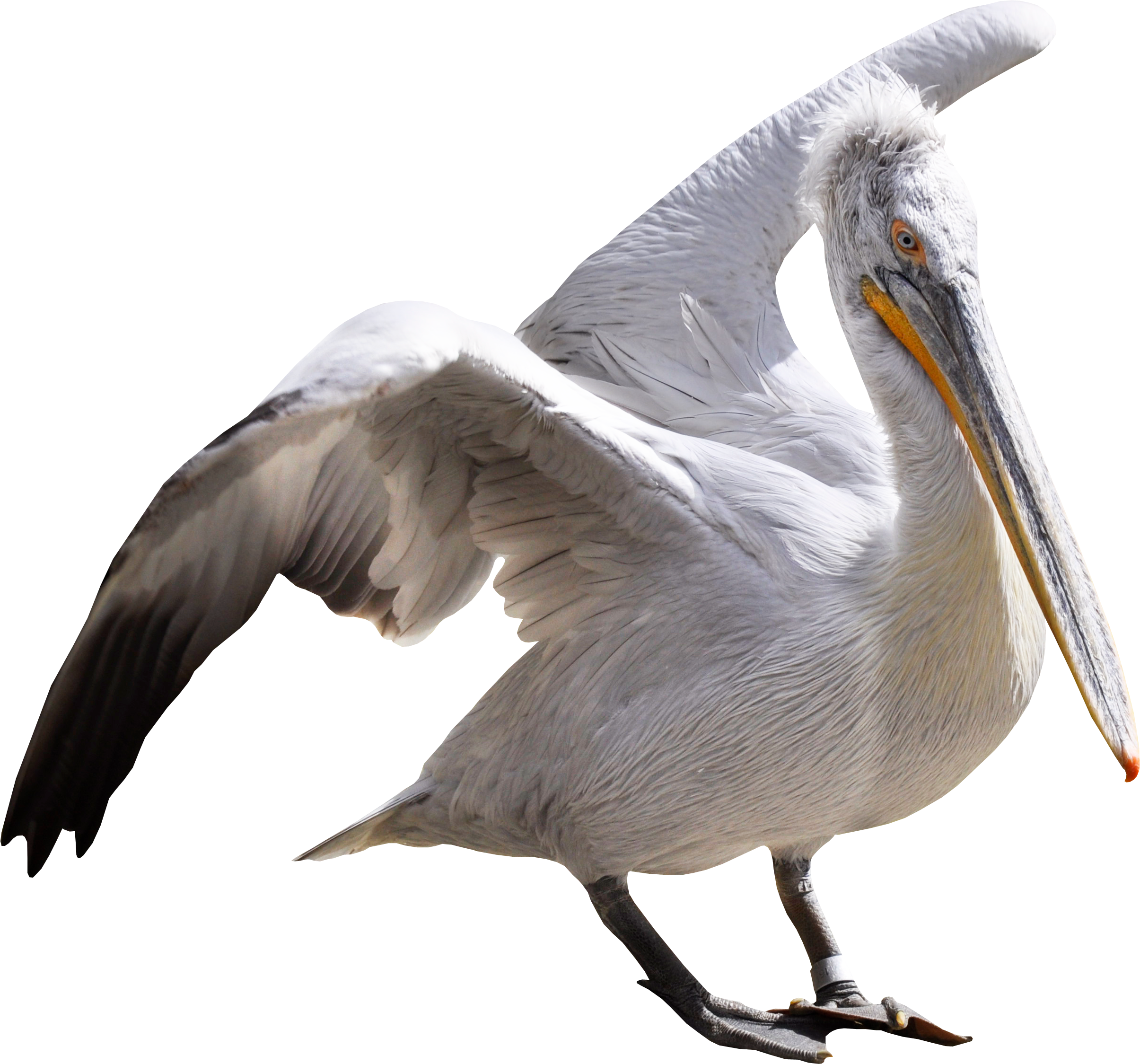 Majestic Pelican Spread Wings PNG
