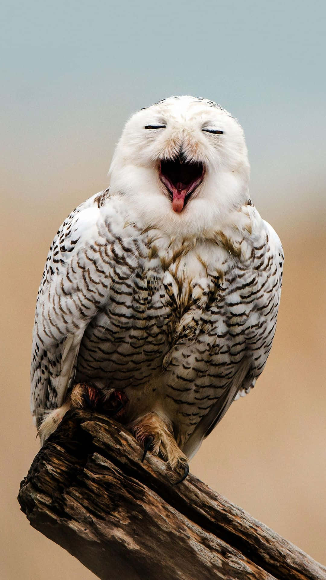 Majestic Perch: An Owl's Nightly Surveillance