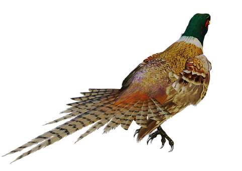 Majestic Pheasantin Profile PNG