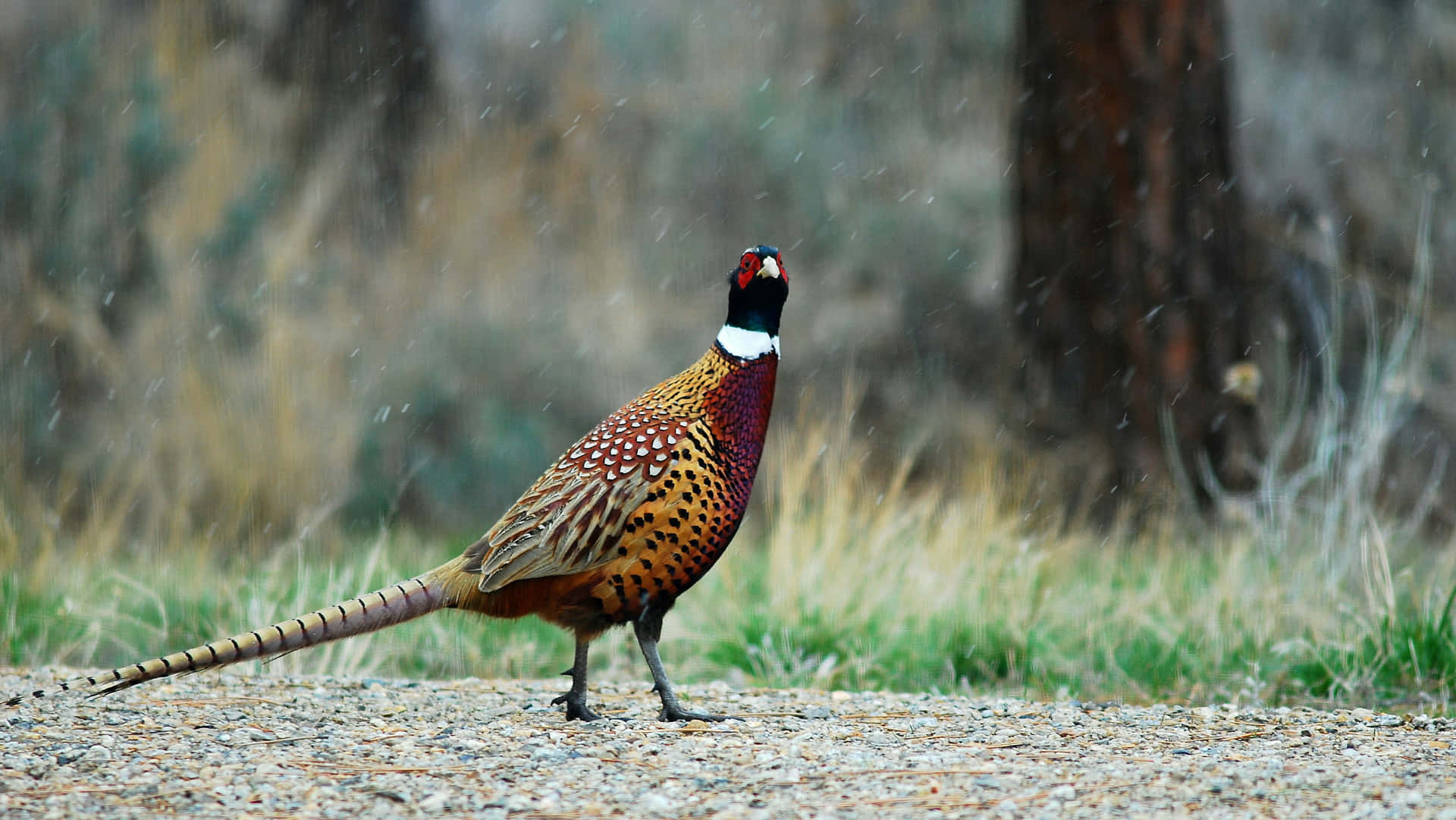 Majestic Pheasantin Rain Wallpaper