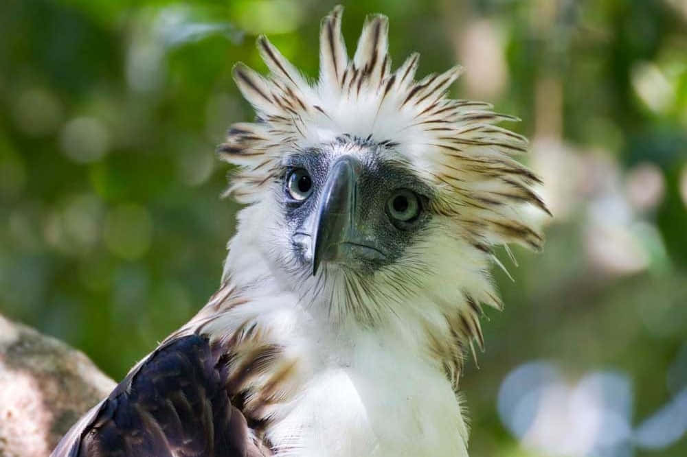 Download Majestic Philippine Eagle In Flight Wallpaper | Wallpapers.com