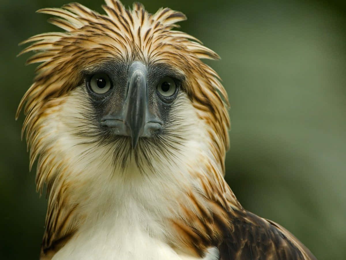 Download Majestic Philippine Eagle In Flight Wallpaper | Wallpapers.com