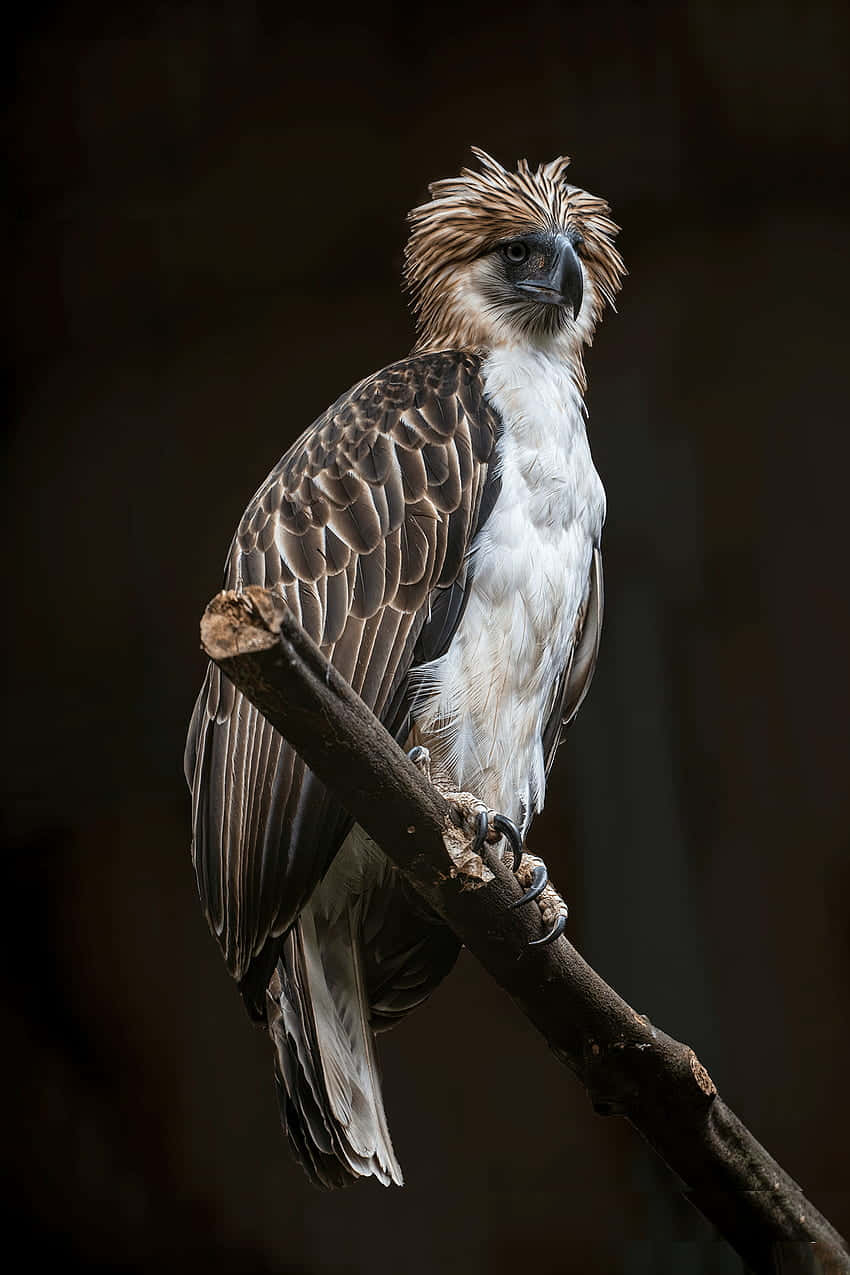 Download Majestic_ Philippine_ Eagle_ Perched Wallpaper | Wallpapers.com