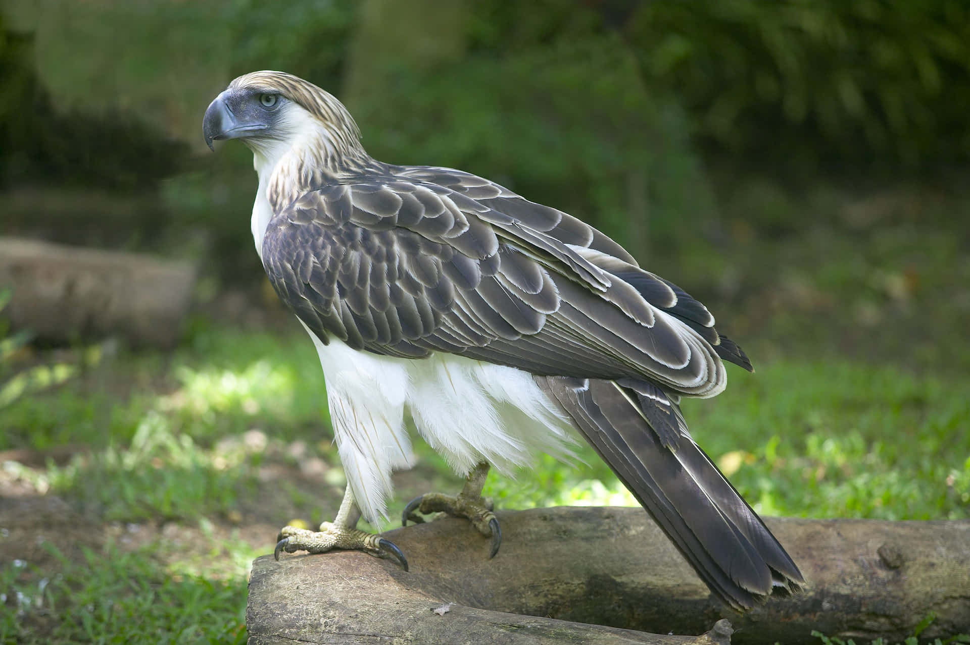 Majestueuze Filipijnse Adelaar Geperst.jpg Achtergrond