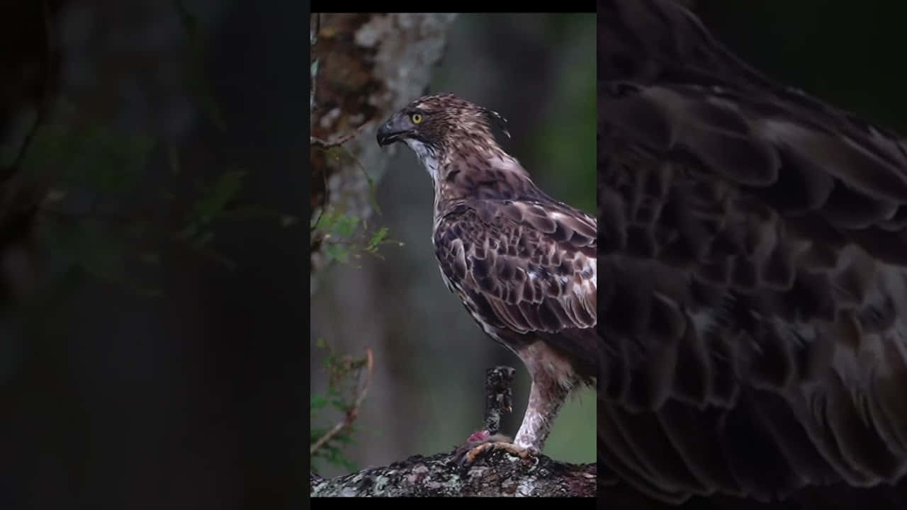 Majestueuze Filipijnse Adelaar Op Een Tak Achtergrond