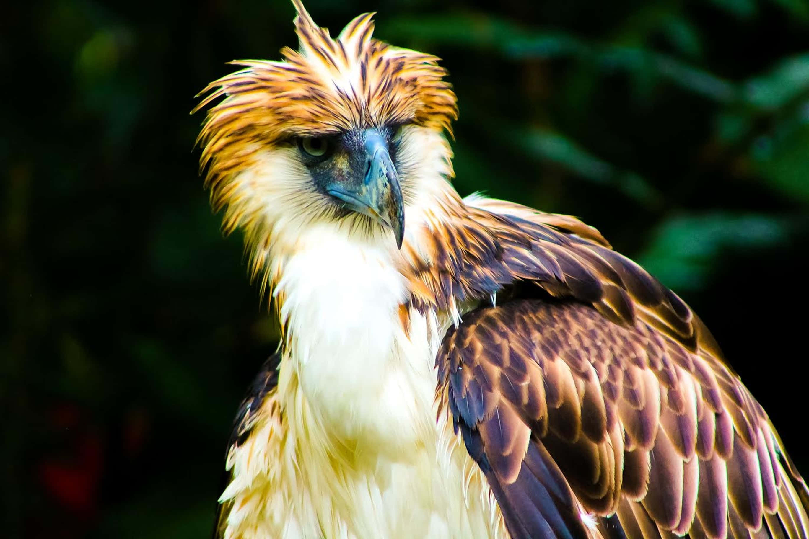 Majestueuze Filipijnse Adelaar Op Een Tak Achtergrond