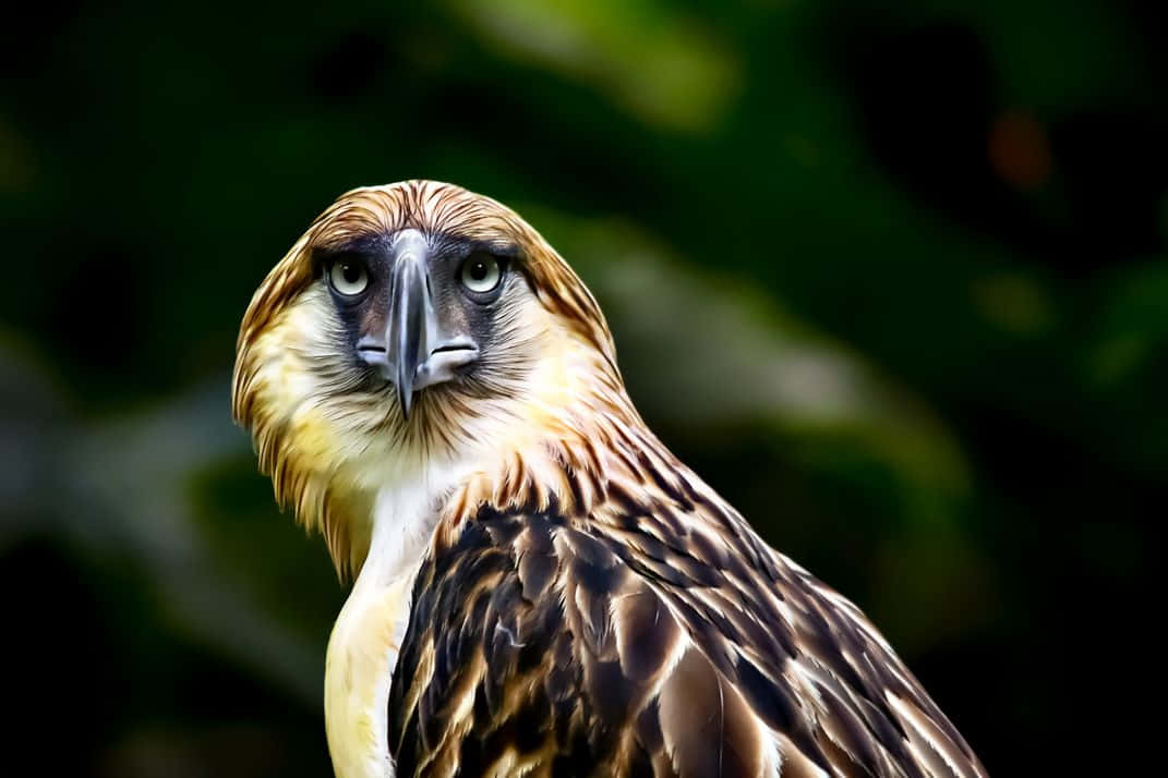 Majestueus Portret Van De Filipijnse Adelaar Achtergrond