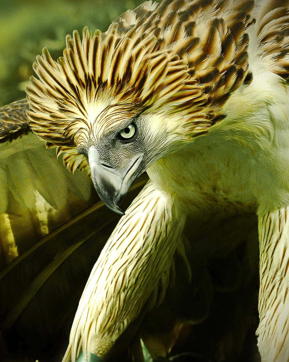 Download Majestic_ Philippine_ Eagle_ Portrait Wallpaper | Wallpapers.com