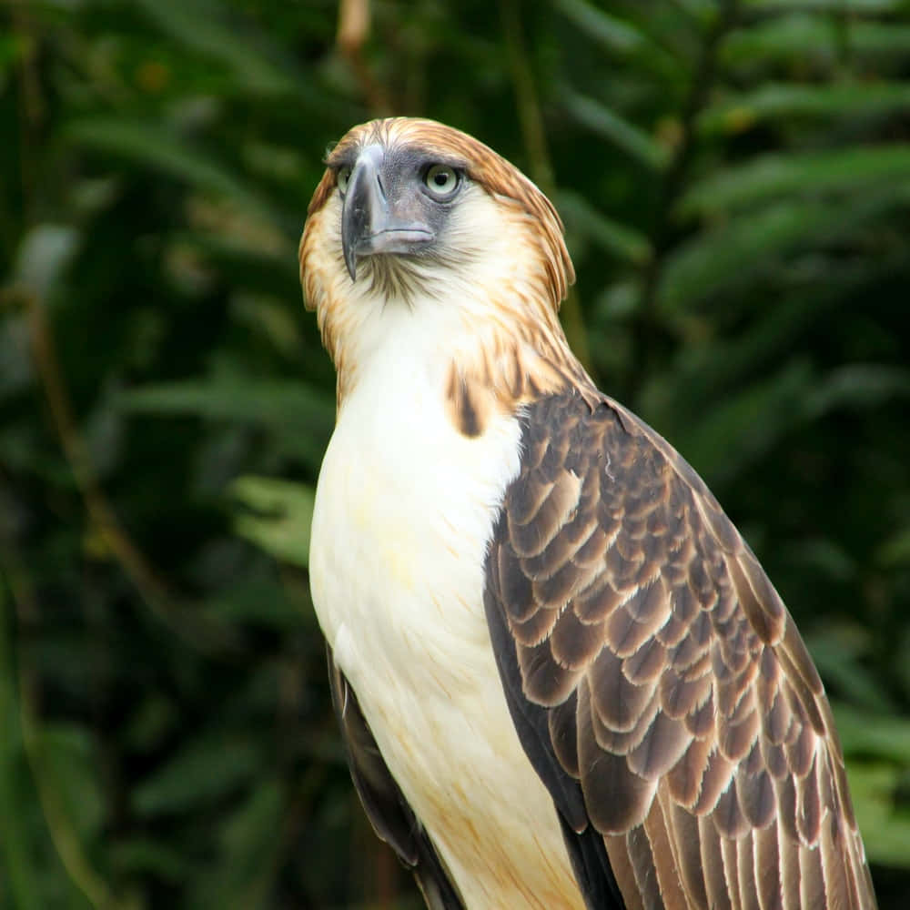 Download Majestic_ Philippine_ Eagle_ Profile Wallpaper | Wallpapers.com