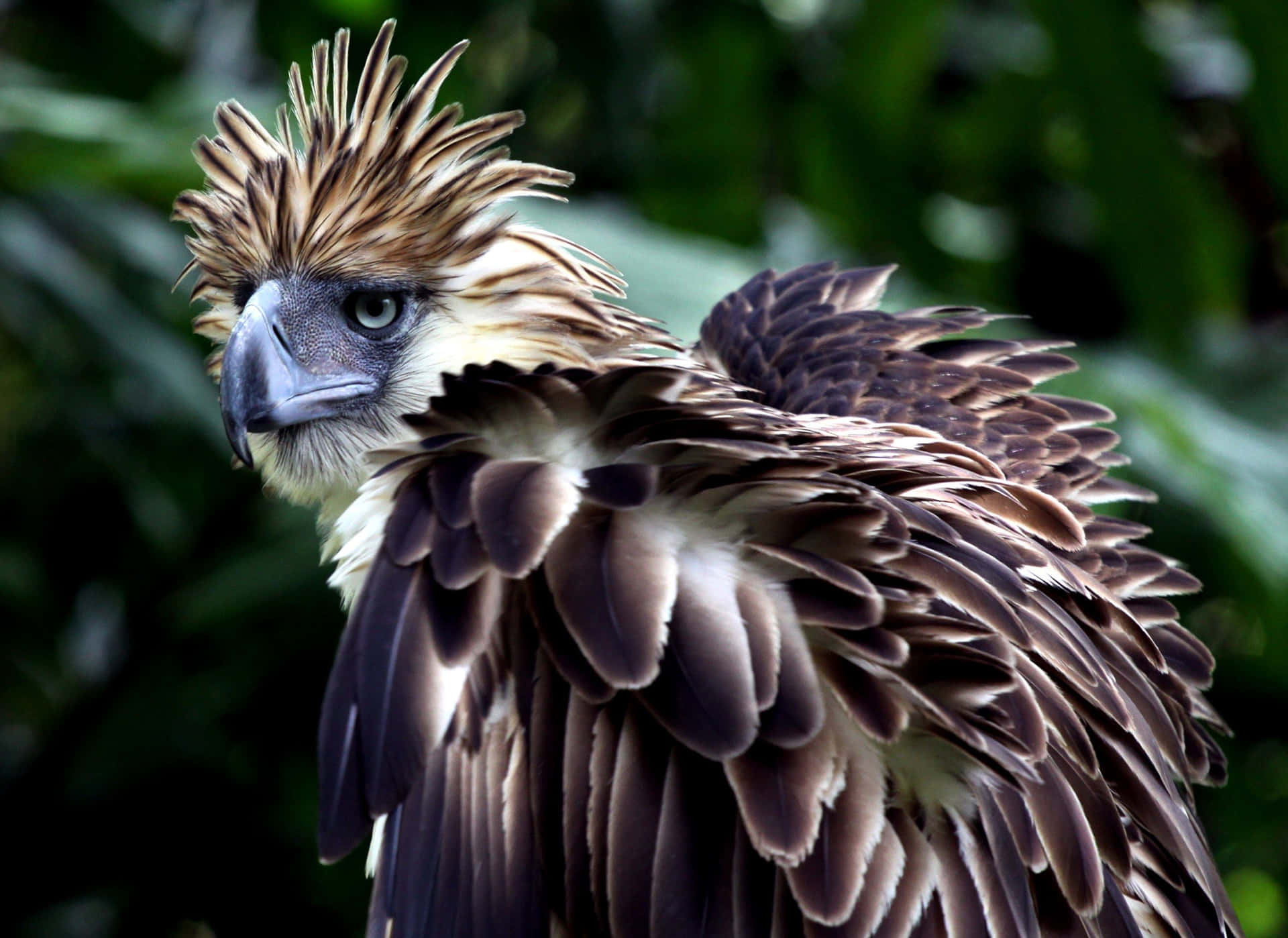 Download Majestic_ Philippine_ Eagle_ Profile Wallpaper | Wallpapers.com