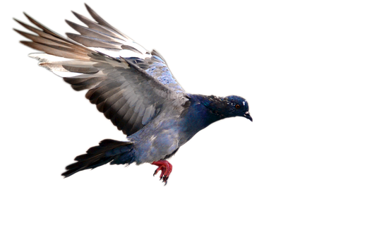 Majestic Pigeon In Flight PNG