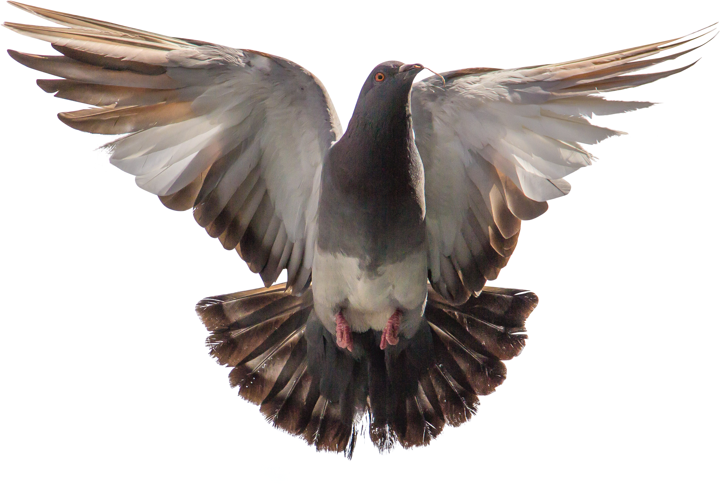 Majestic Pigeon In Flight.png PNG