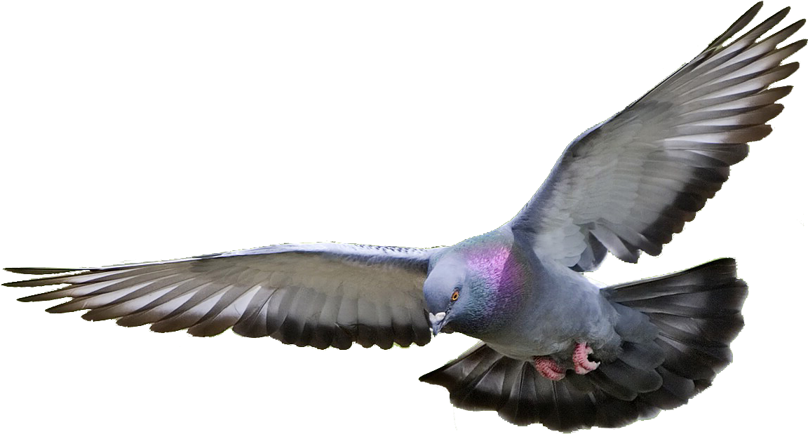 Majestic Pigeon In Flight.png PNG