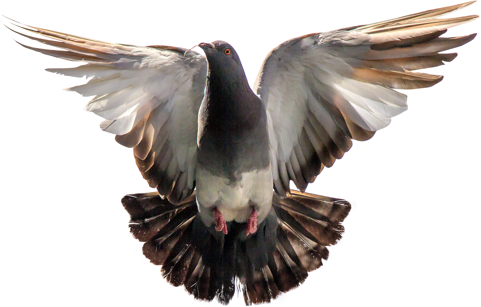 Majestic Pigeon In Flight PNG